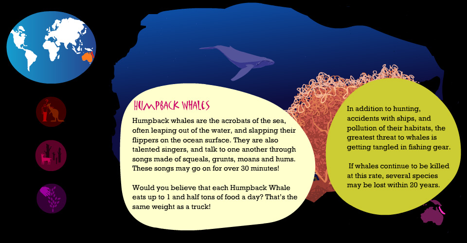 humpback whale