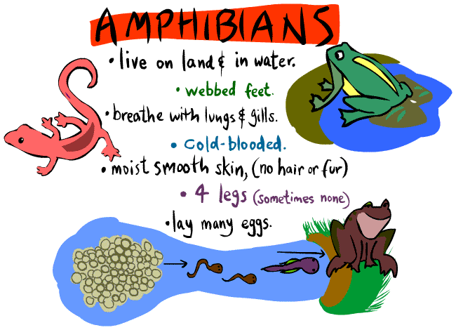 amphibians