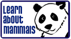 learn about mammals